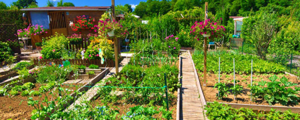 Avoir un potager